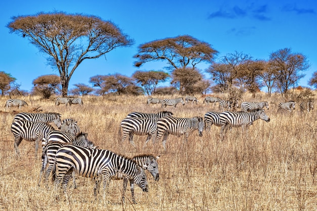 Tanzania Travel Advice and Tips