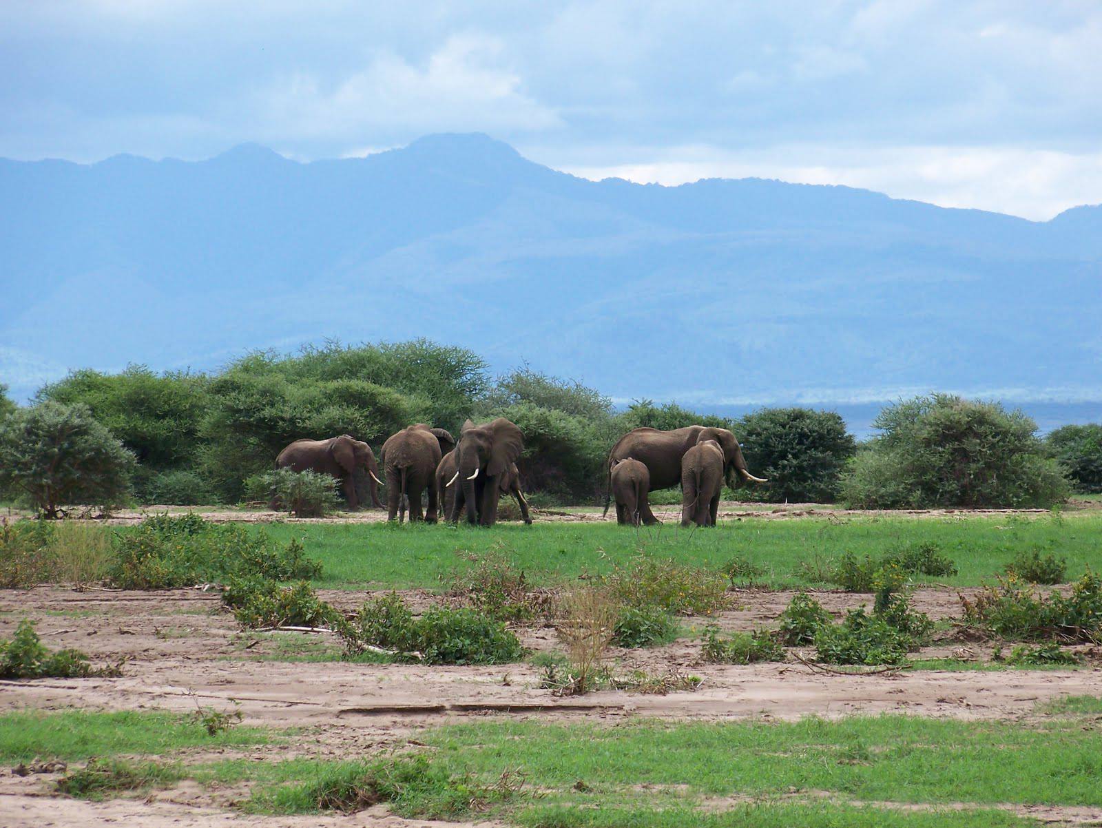 3-Day Lake Manyara Safari: Discover Tanzania’s Hidden Gem